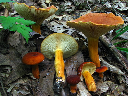 Lactifluus volemus